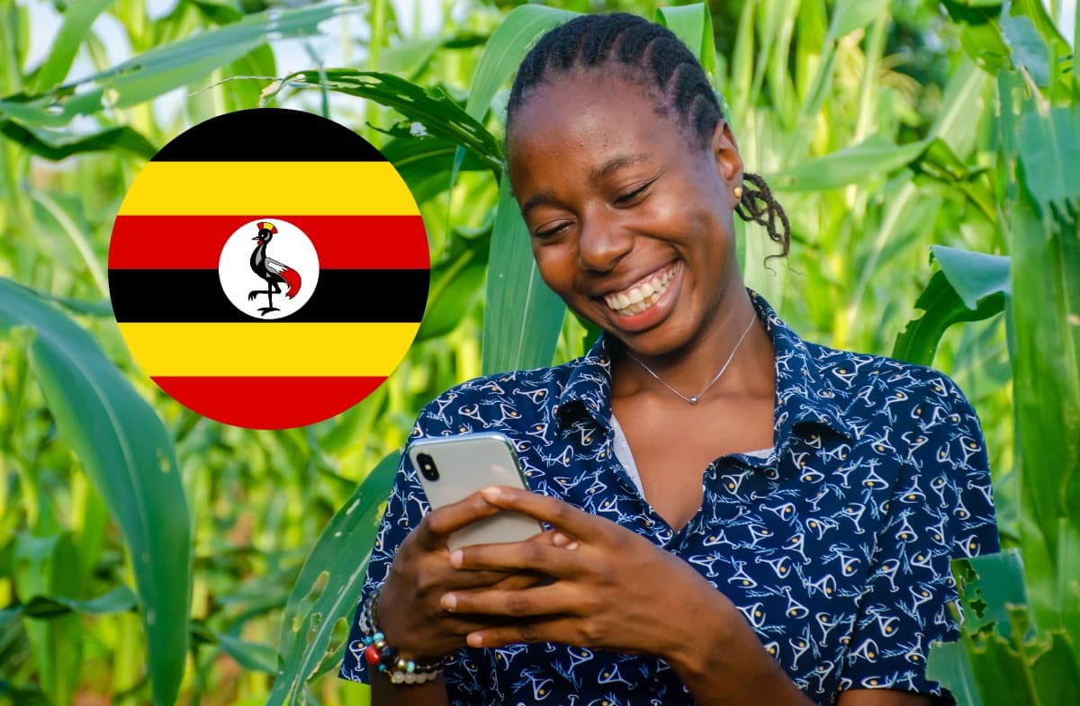 A maize field, with the Ugandan flag